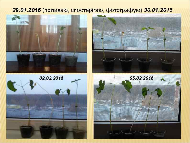 29. 01. 2016 (поливаю, спостерігаю, фотографую) 30. 01. 2016 02. 2016 05. 02. 2016
