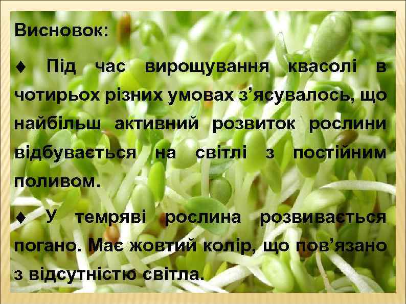 Висновок: Під час вирощування квасолі в чотирьох різних умовах з’ясувалось, що найбільш активний розвиток