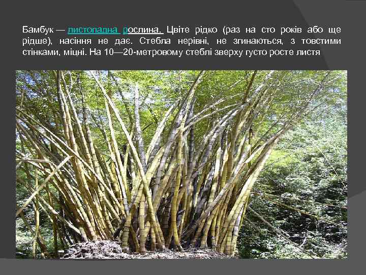 Бамбук — листопадна рослина. Цвіте рідко (раз на сто років або ще рідше), насіння