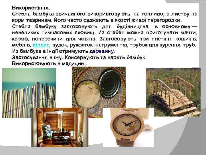 Використання. Стебла бамбука звичайного використовують на топливо, а листву на корм тваринам. Його часто