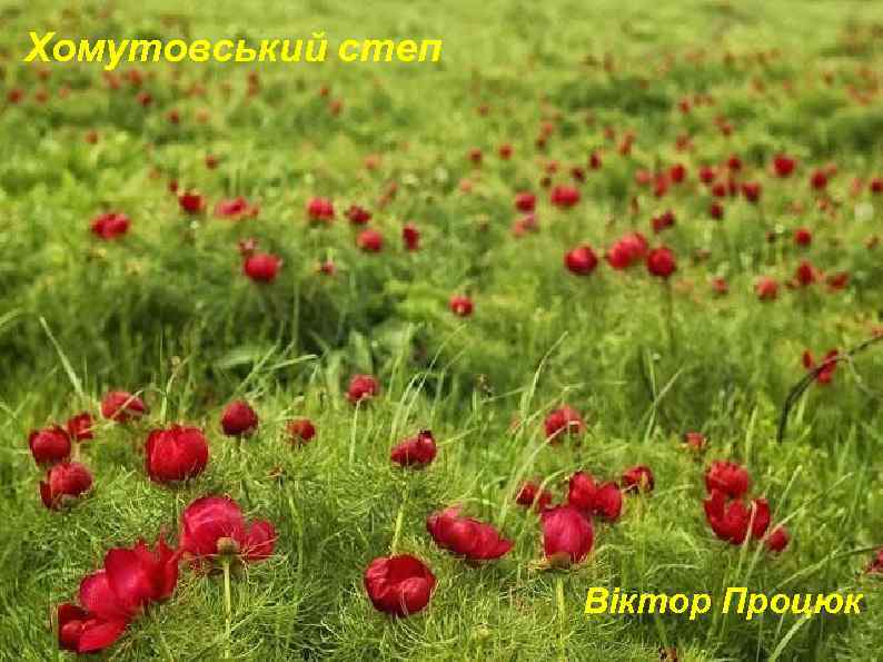 Хомутовський степ Віктор Процюк 