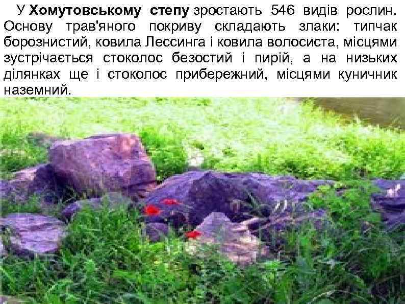  У Хомутовському степу зростають 546 видів рослин. Основу трав'яного покриву складають злаки: типчак