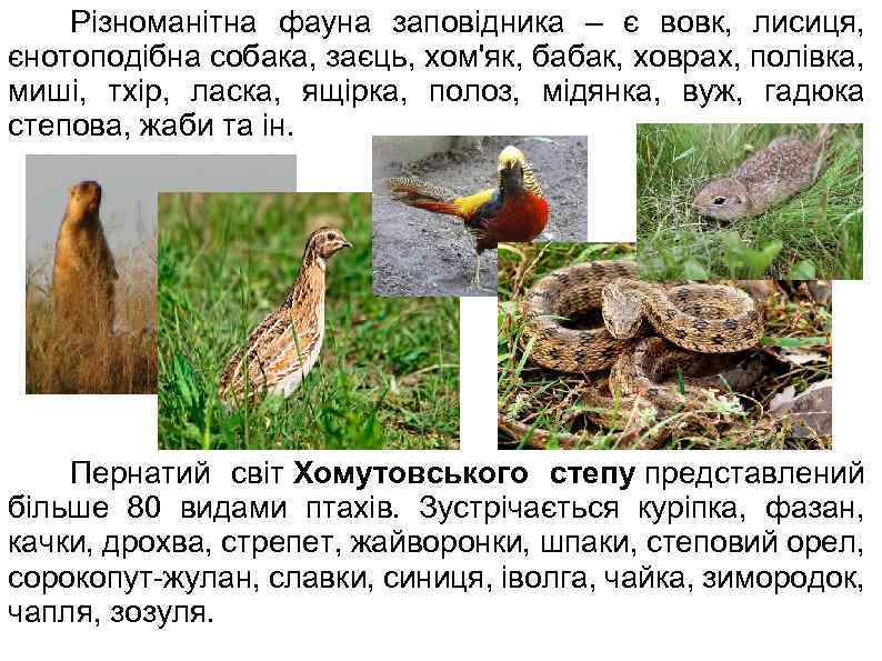  Різноманітна фауна заповідника – є вовк, лисиця, єнотоподібна собака, заєць, хом'як, бабак, ховрах,