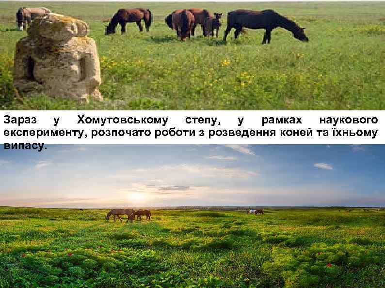Зараз у Хомутовському степу, у рамках наукового експерименту, розпочато роботи з розведення коней та