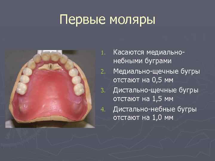 Первые моляры фото