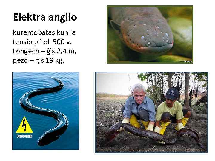 Elektra angilo kurentobatas kun la tensio pli ol 500 v. Longeco – ĝis 2,