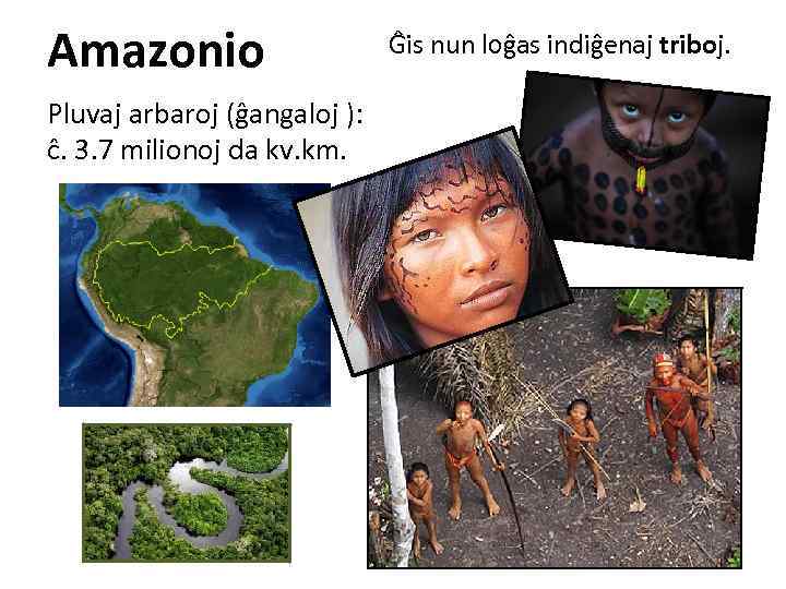 Amazonio Pluvaj arbaroj (ĝangaloj ): ĉ. 3. 7 milionoj da kv. km. Ĝis nun
