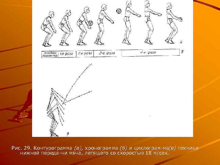 Рис. 29. Контурограмма (а), хронограмма (б) и циклограм ма(в) техники нижней переда чи мяча,