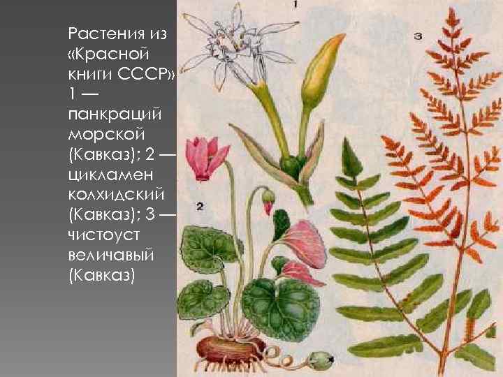 Растения из «Красной книги СССР» : 1— панкраций морской (Кавказ); 2 — цикламен колхидский