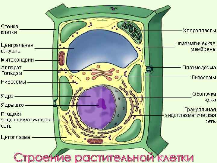 Строение растительной клетки 