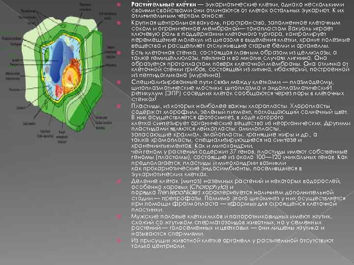  Расти тельные кле тки — эукариотические клетки, однако несколькими свойствами они отличаются от