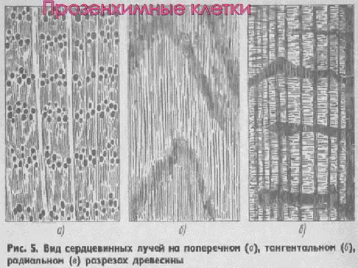 Прозенхимные клетки 