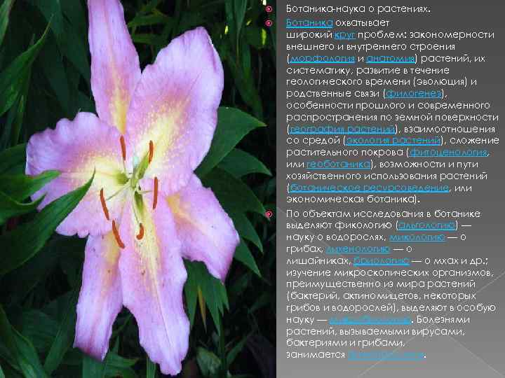  Ботаника-наука о растениях. Ботаника охватывает широкий круг проблем: закономерности внешнего и внутреннего строения