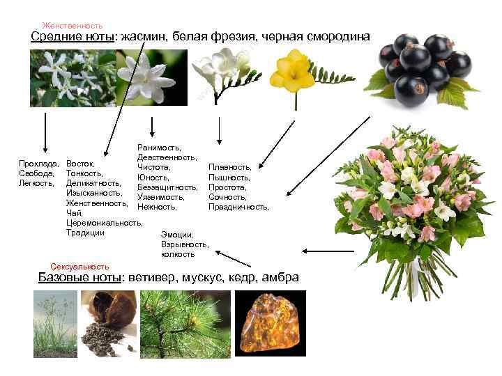 Женственность Средние ноты: жасмин, белая фрезия, черная смородина Ранимость, Девственность, Чистота, Юность, Беззащитность, Уязвимость,
