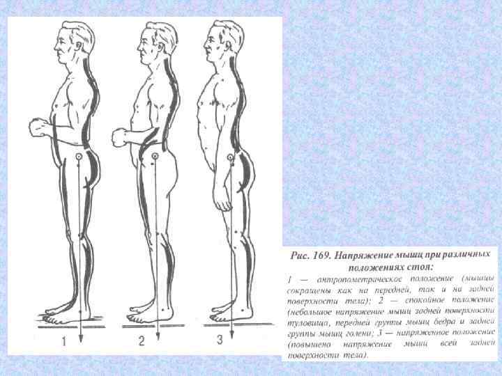 Какое положение верно