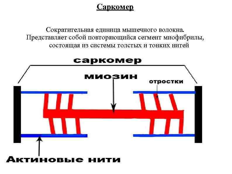 Саркомера мышечного волокна. Сократительная единица мышечного волокна. Строение саркомера. Сократительной единицей мышцы является.