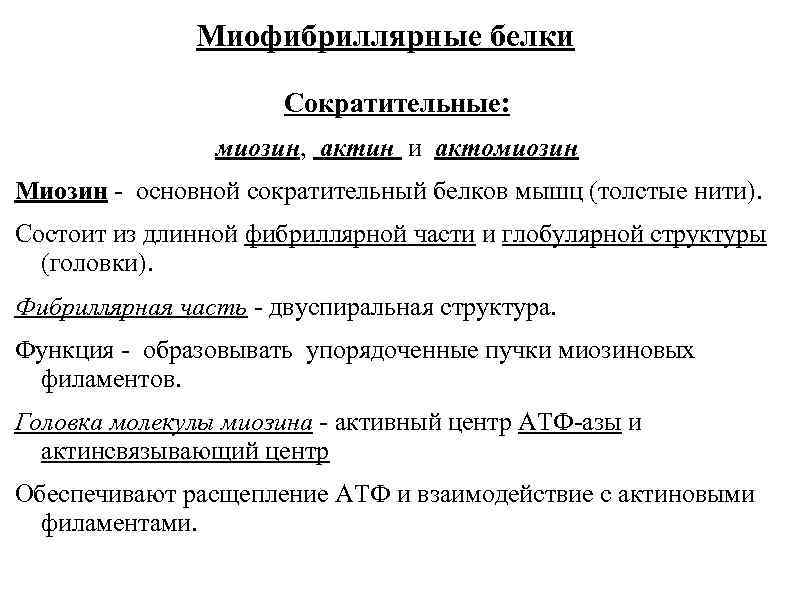 Миофибриллярные белки Сократительные: миозин, актин и актомиозин Миозин - основной сократительный белков мышц (толстые