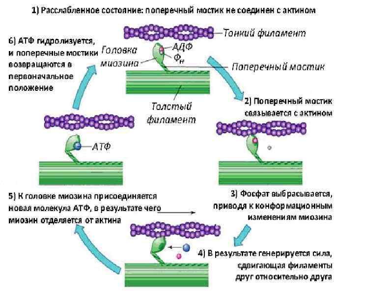 Обеспечивает перемещение. Цикл поперечных мостиков. Поперечные мостики миозина. Процессы в мышцах таблица. Движение филаментов мышцы.