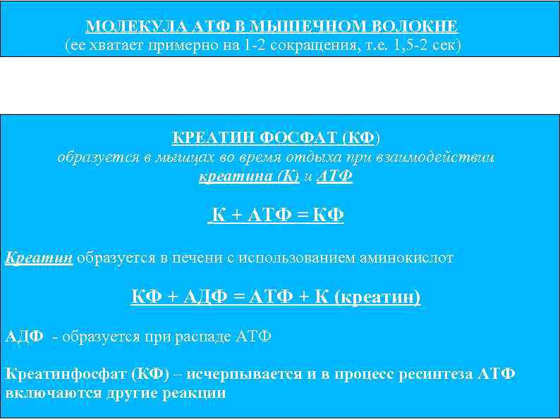 МОЛЕКУЛА АТФ В МЫШЕЧНОМ ВОЛОКНЕ (ее хватает примерно на 1 -2 сокращения, т. е.