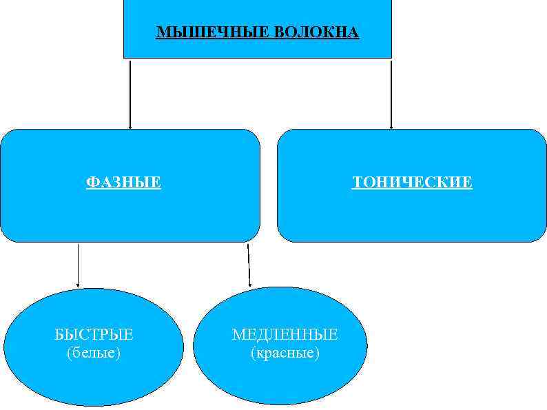 МЫШЕЧНЫЕ ВОЛОКНА ФАЗНЫЕ БЫСТРЫЕ (белые) ТОНИЧЕСКИЕ МЕДЛЕННЫЕ (красные) 