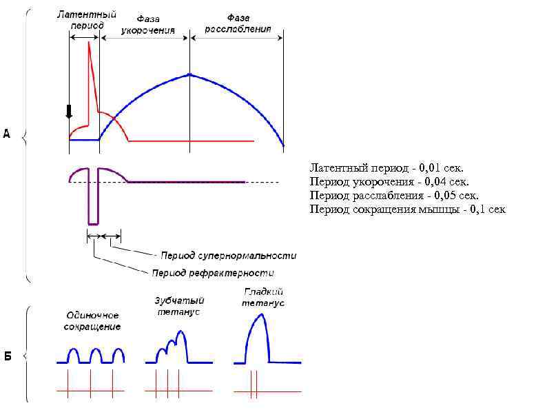Латентный период - 0, 01 сек. Период укорочения - 0, 04 сек. Период расслабления