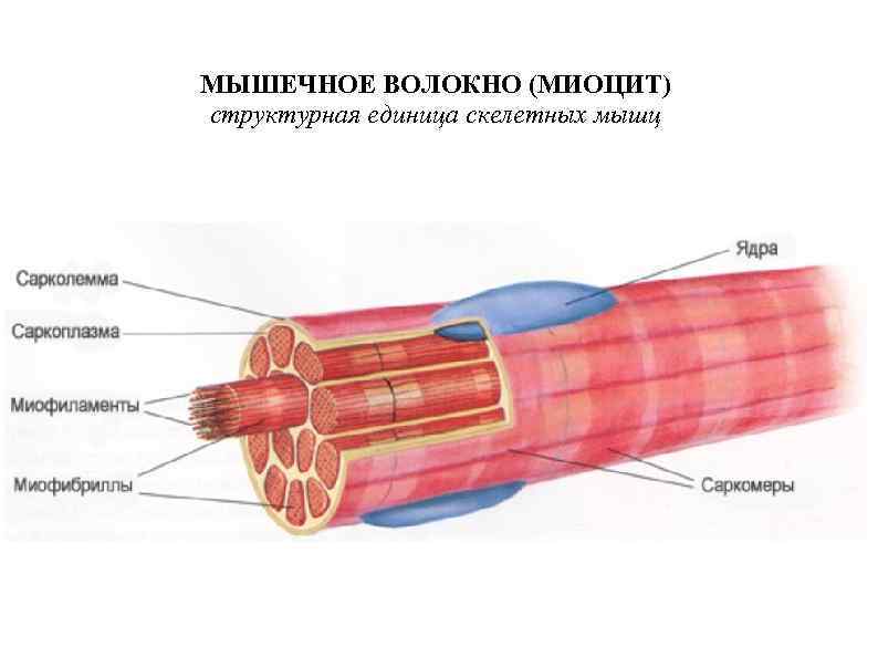 Основа скелетной мускулатуры составляют многоядерные волокна. Мышечное волокно и миоцит. Строение мышечного волокна рисунок. Ультраструктура скелетного мышечного волокна. Строение гладких мышечных волокон.