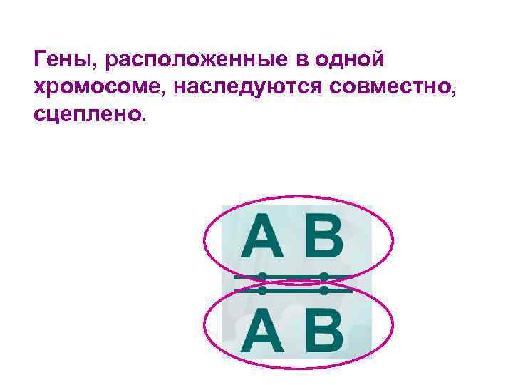 Гены, расположенные в одной хромосоме, наследуются совместно, сцеплено. 