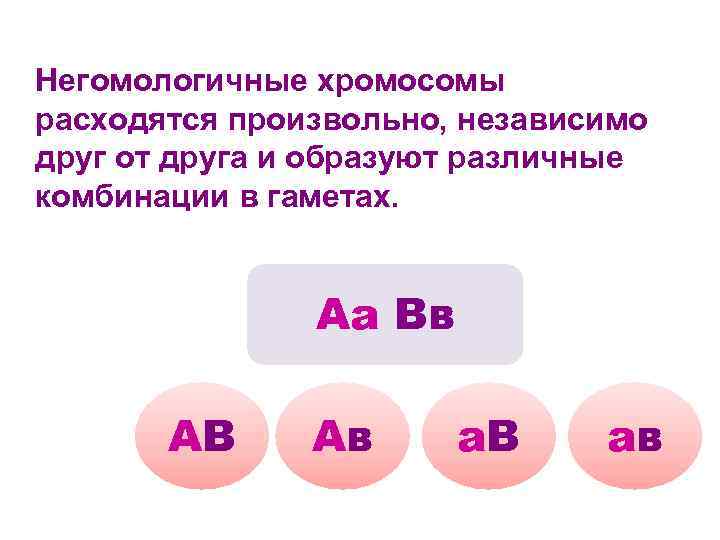 Негомологичные хромосомы расходятся произвольно, независимо друг от друга и образуют различные комбинации в гаметах.