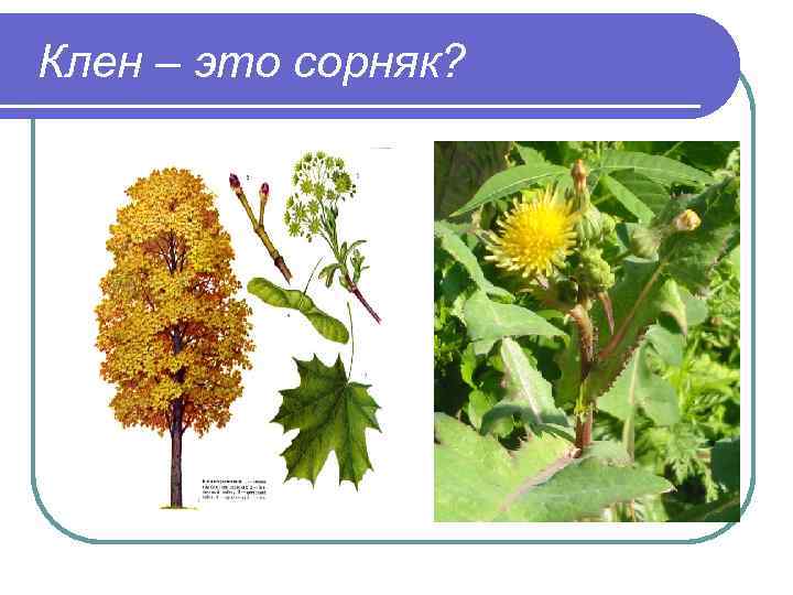 Клен – это сорняк? 