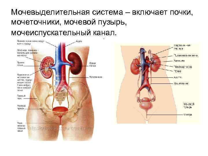 Мочевые органы мужчины. Мочевыделительная система мочевая система человека. Мочеполовая система анатомия человека мочевой пузырь. Мочевыделительная система мочеточники мочевой пузырь. Почки мочеточники мочевой пузырь схема.