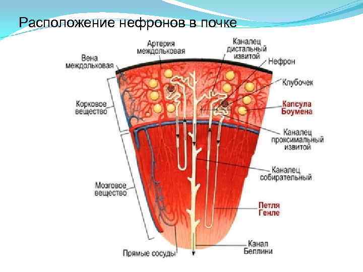 Расположение нефронов в почке 