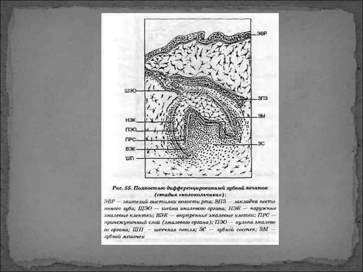 Гистогенез зубов презентация