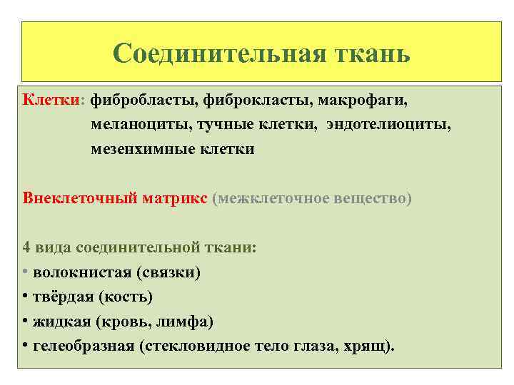 Соединительная ткань Клетки: фибробласты, фиброкласты, макрофаги, меланоциты, тучные клетки, эндотелиоциты, мезенхимные клетки Внеклеточный матрикс