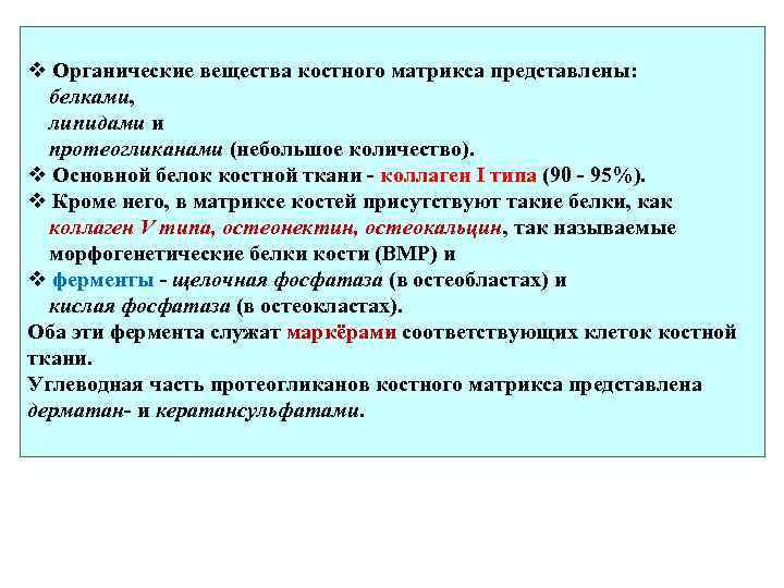 v Органические вещества костного матрикса представлены: белками, липидами и протеогликанами (небольшое количество). v Основной