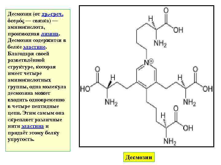 Десмозин (от др. -греч. δεσμός — связка) — аминокислота, производная лизина. Десмозин содержится в