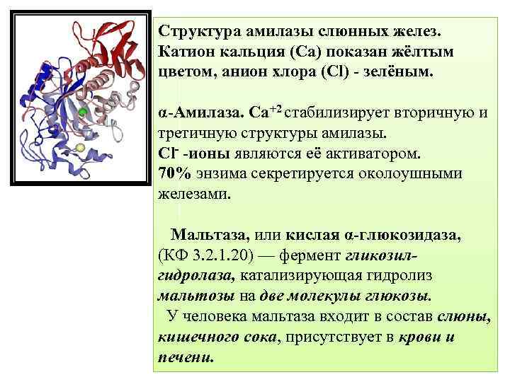 Структура амилазы слюнных желез. Катион кальция (Ca) показан жёлтым цветом, анион хлора (Cl) -