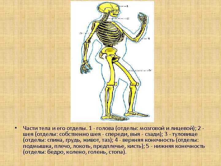  • Части тела и его отделы. 1 - голова (отделы: мозговой и лицевой);