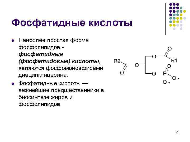 Фосфатидные кислоты l l Наиболее простая форма фосфолипидов фосфатидные (фосфатидовые) кислоты, являются фосфомоноэфирами диацилглицерина.