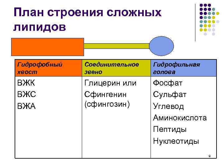 План строения сложных липидов Гидрофобный хвост Соединительное звено Гидрофильная голова ВЖК ВЖС ВЖА Глицерин