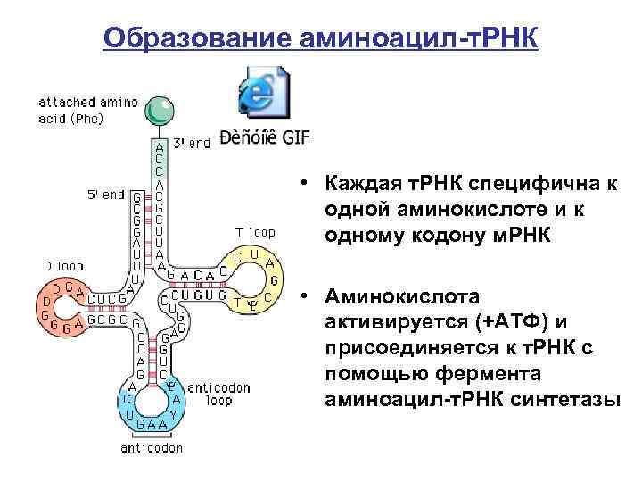 Формирование рнк. Аминоацил-ТРНК синтетазы образование. Аминоацил ТРНК комплекс. Схема синтеза аминоацил ТРНК. Биосинтез аминоацил- т-РНК..