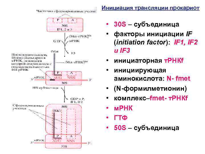 Инициация трансляции прокариот • 30 S – субъединица • факторы инициации IF (initiation factor):