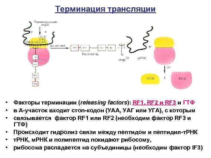 Синтез полипептида происходит. Терминация трансляции схема. Терминация синтеза белка. Терминация трансляции факторы терминации. Белковые факторы терминации трансляции.