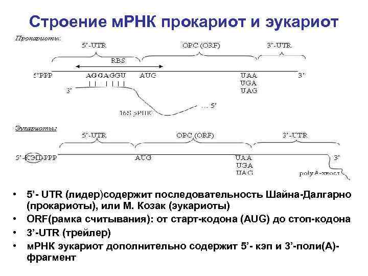 Мрнк. Строение МРНК эукариот. Структура МРНК прокариот.