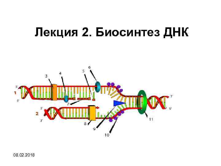 Днк 8. ДНК 8 февраля.