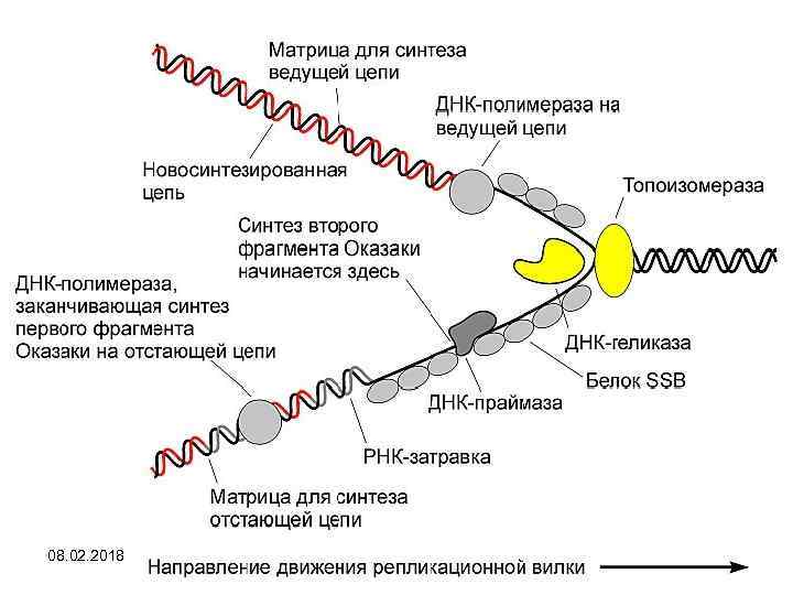 Биосинтез днк репликация схема ферменты