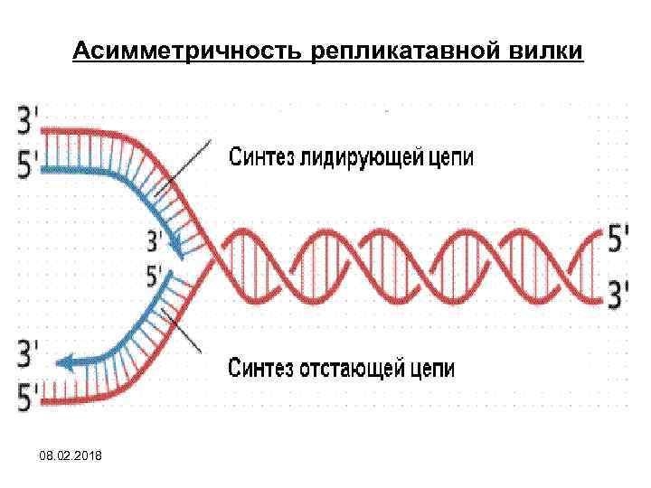 Днк 8. Асимметричность транскрипции. Асимметричность ДНК. Асимметричность. Асимметричность транскрипции подразумевает.