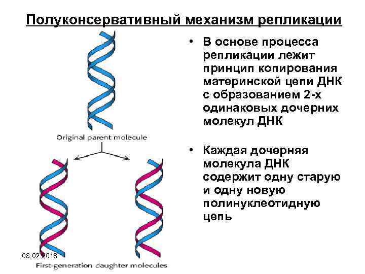 Механизм полуконсервативной репликации