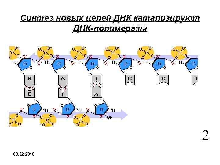 Одна из цепей днк имеет последовательность нуклеотидов цат ггц тгт