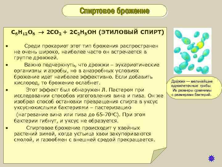 Дайте определение понятию автотрофы