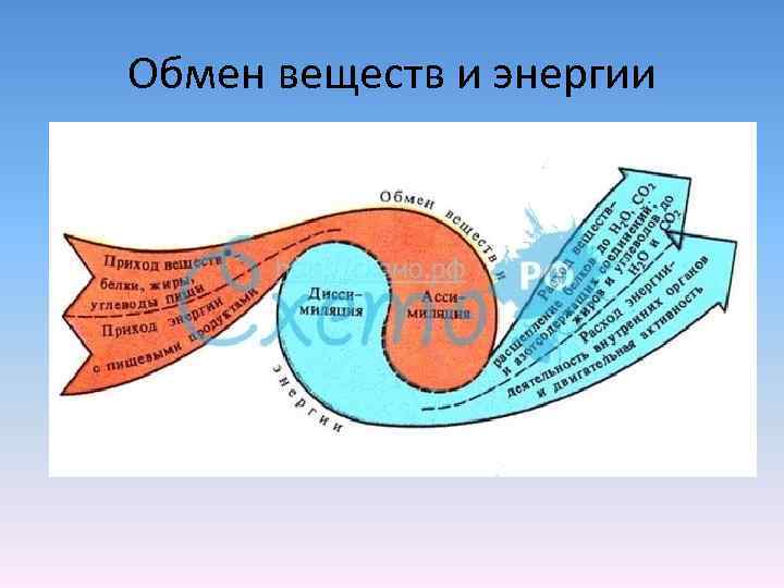 Обмен веществ картинки